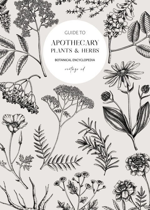 Apothecary label design template. Witchcraft background. Herbal remedies, medicinal plant, witch herbs, natural medicine hand-drawn vector illustration. NOT AI genereted